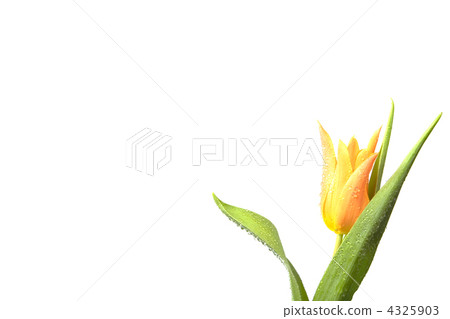 Isolated Tulip Isolated Tulip 4325903