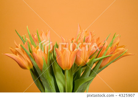 Spring Spring 4325907