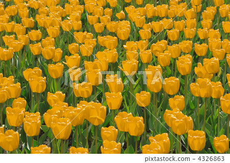 Field of yellow tulips Field of yellow tulips 4326863