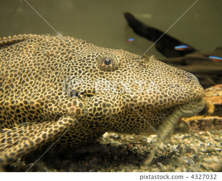 Closing the back and comforting Relaxing Selphin Pleco's half 4327032