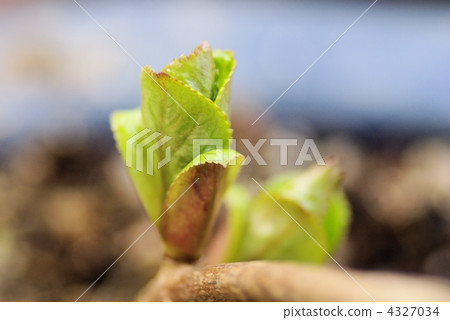 A slightly open hydrangea young leaf 4327034