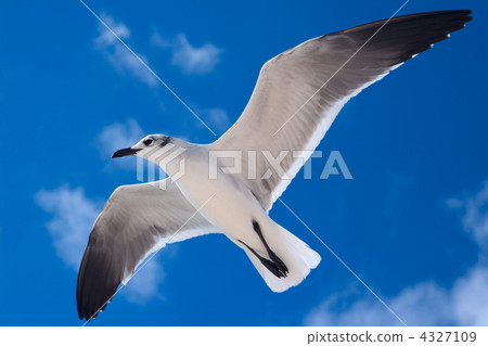 Seagull flying Seagull flying 4327109