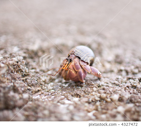 Hermit Crab 4327472