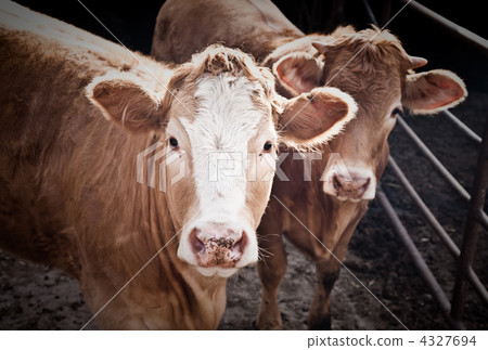 Two Bulls Two Bulls 4327694