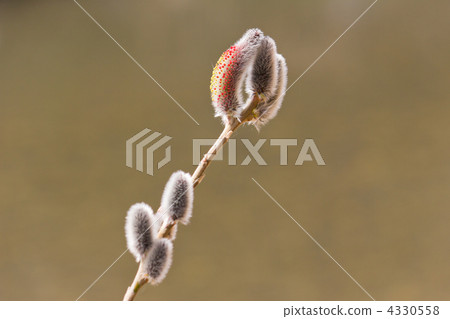 Feline Willi Feline Willi 4330558