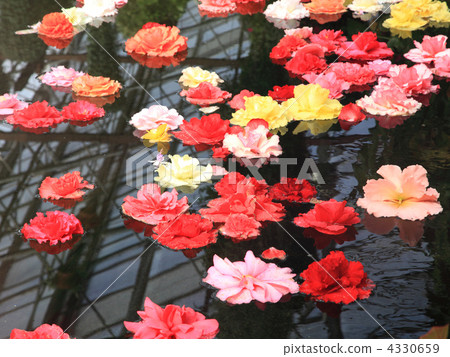 A flowing waterway in Begonia A flowing waterway in Begonia 4330659