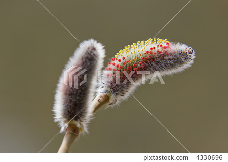 Feline Willi Feline Willi 4330696