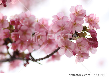 Kawazu Sakura 2012 Kawazu Sakura 2012 4331430
