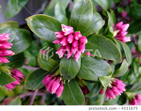 神古花花香 4331675