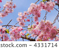 layered weeping cherry, double-flowered cherry tree, weeping cherry 4331714
