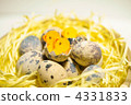quail, chick, chicks 4331833