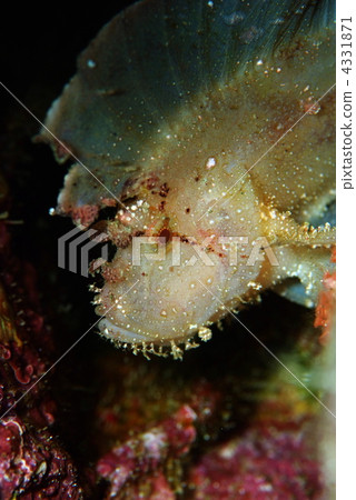 Hadaka Haokoze 4331871