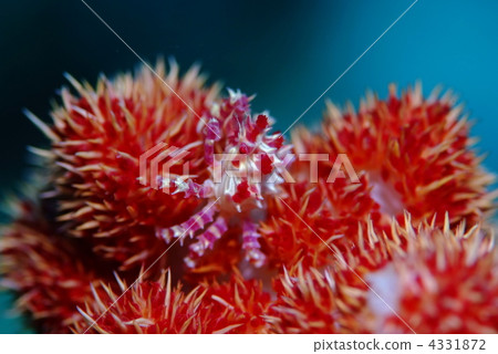 Isocompace豌豆 4331872