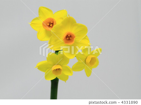 Yellow Narcissus Grand Sole d'Or 4331890