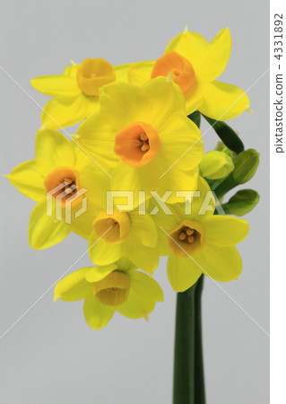 Yellow Narcissus Grand Sole d'Or Yellow Narcissus Grand Sole d'Or 4331892