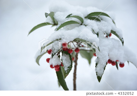 冬天很多 冬天很多 4332052