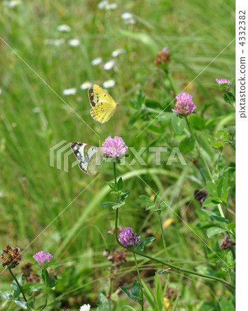 幾隻猴子幼崽 幾隻猴子幼崽 4332382