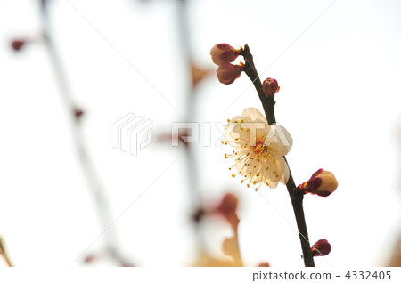 Plum blossoms 2 Plum blossoms 2 4332405