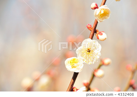 Plum blossoms 1 Plum blossoms 1 4332408