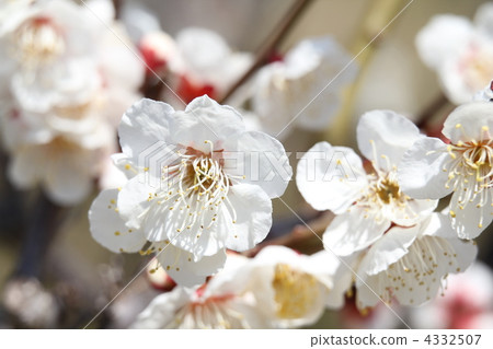 Shirakaga（Shiraga） 4332507