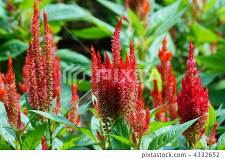 Spear chicken head is a smart shape of Kaitou. 4332652