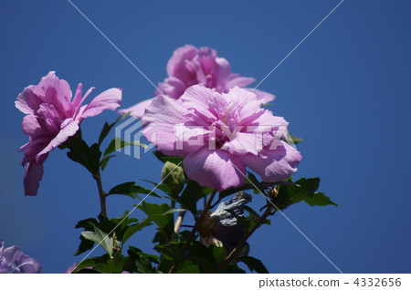 Kinu盛大開花。品種是赤坂 4332656