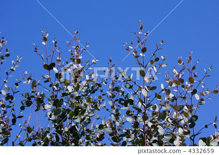 Eucalyptus is not eucalyptus eaten by Konya Koala. 4332659