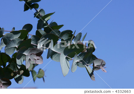 銀圓葉桉樹它是一個大圓葉。 4332663