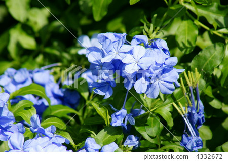 Ruri Mari Rurimatsuri It is in full bloom. 4332672