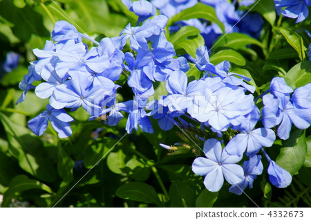 Ruri Mari Rurimatsuri It is in full bloom. 4332673