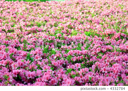 Pink azalea full bloom 4332784