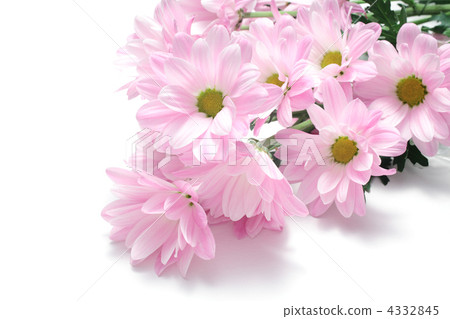 粉紅色的噴霧媽媽 4332845