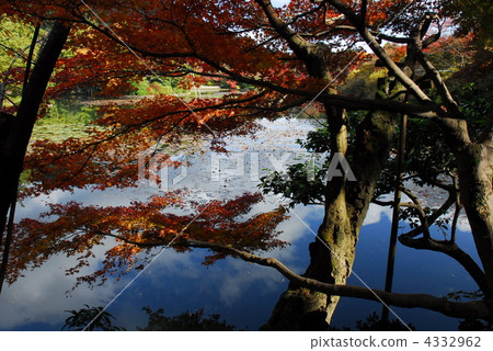 water surface, maple, yellow leafe 4332962