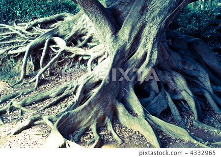 tree root, kinone, toy camera style 4332965