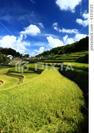 Rice terraces Rice terraces 4333035