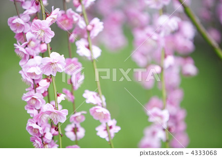 樹枝低垂的李樹 日本梅子 二月 4333068