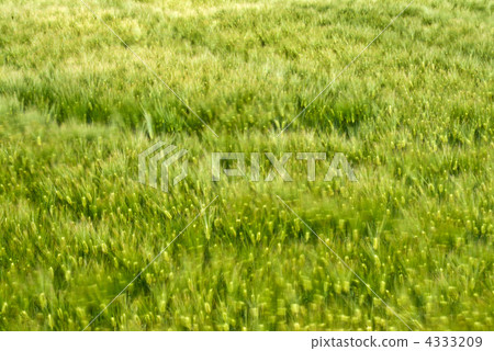 Wind of the wheat field 4333209