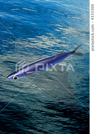 地中海飛魚 地中海飛魚 4333309