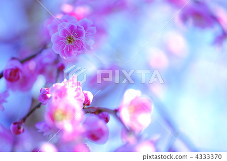 Plum blossoms dyed in pink 4333370