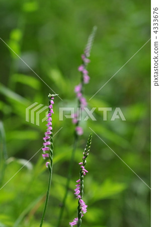 Spiranthes sinensis Spiranthes sinensis 4333676