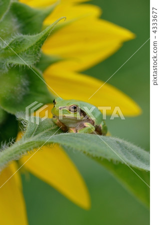 Sunflowers and rain frogs 4333677