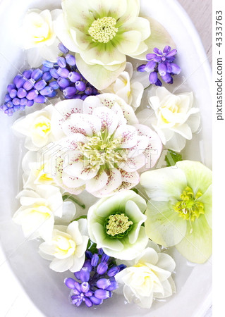 春天的花朵白色和藍色的安排 春天的花朵白色和藍色的安排 4333763