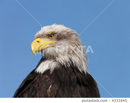 藍天和Hakutouwashi 4333845