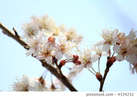 vegetation, vegetative, early-flowering cherry blossoms 4334252