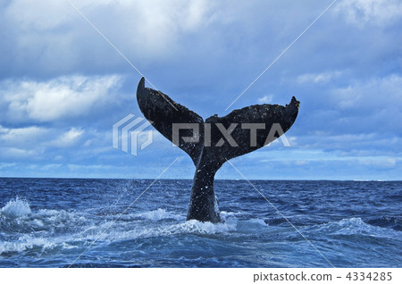 Tail wrapping Humpback Whale 4334285