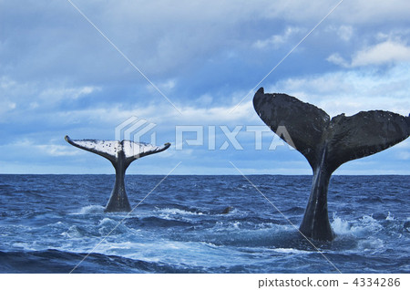 Tail wrapping Humpback Whale Tail wrapping Humpback Whale 4334286