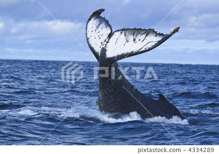 Tail wrapping Humpback Whale Tail wrapping Humpback Whale 4334289