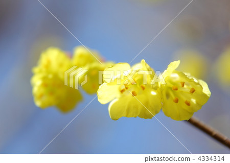 Hyuga mizuki Hyuga mizuki 4334314