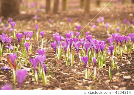 March Crocus和Iridaceae 114 4334514