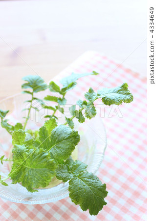 Hydroponic culture of radish leaves 4334649